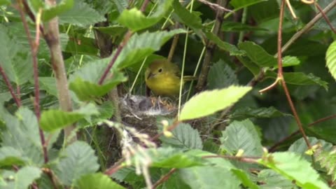 Love bird feeding || young ones