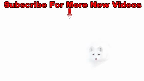 Cute Cat Compilation 2023 - Relaxation and Fun