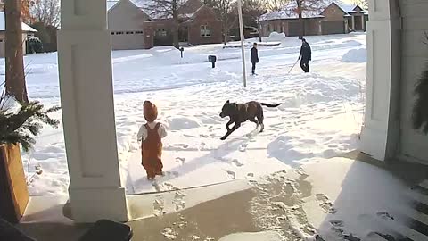 Rosie the Dog vs. Toddler# Who Wins in Snowy Matchup # RingTV