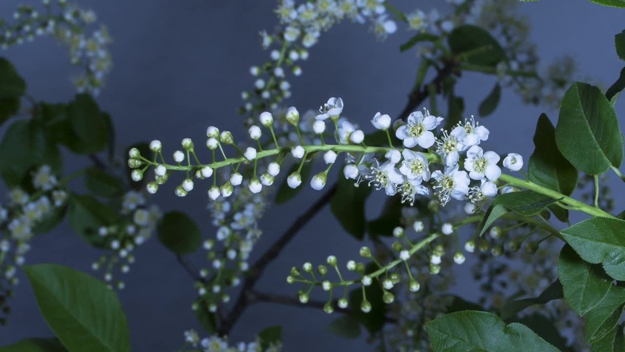 [4K] Time-Lapse_ Flower Blooming _ Free HD Videos -(720P_HD)