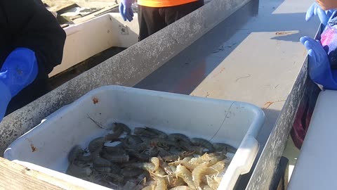 Crabbing And Shrimping Part 1 in OBX.