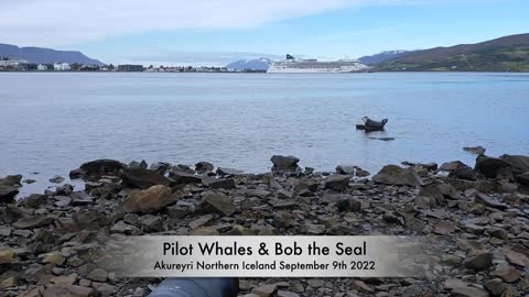 Pilot Whales Visit My Home Town And Do The "Whale Dance" / Spy-Hopping