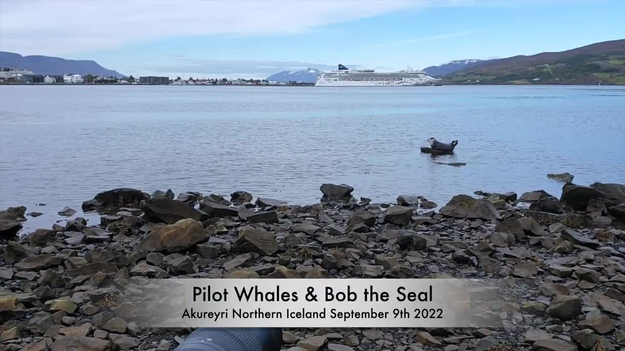 Pilot Whales Visit My Home Town And Do The "Whale Dance" / Spy-Hopping