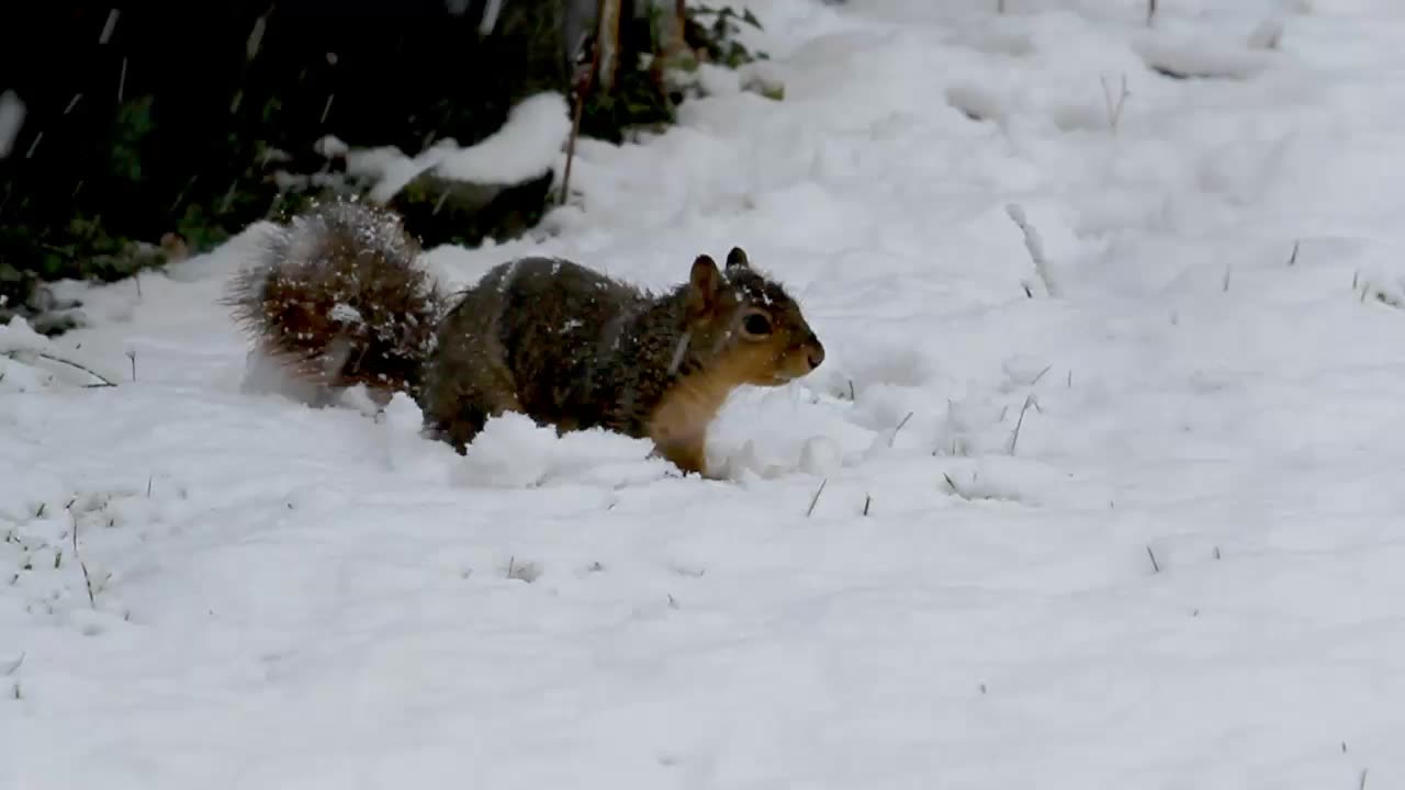 Squirrel Scared by Loud Dogs