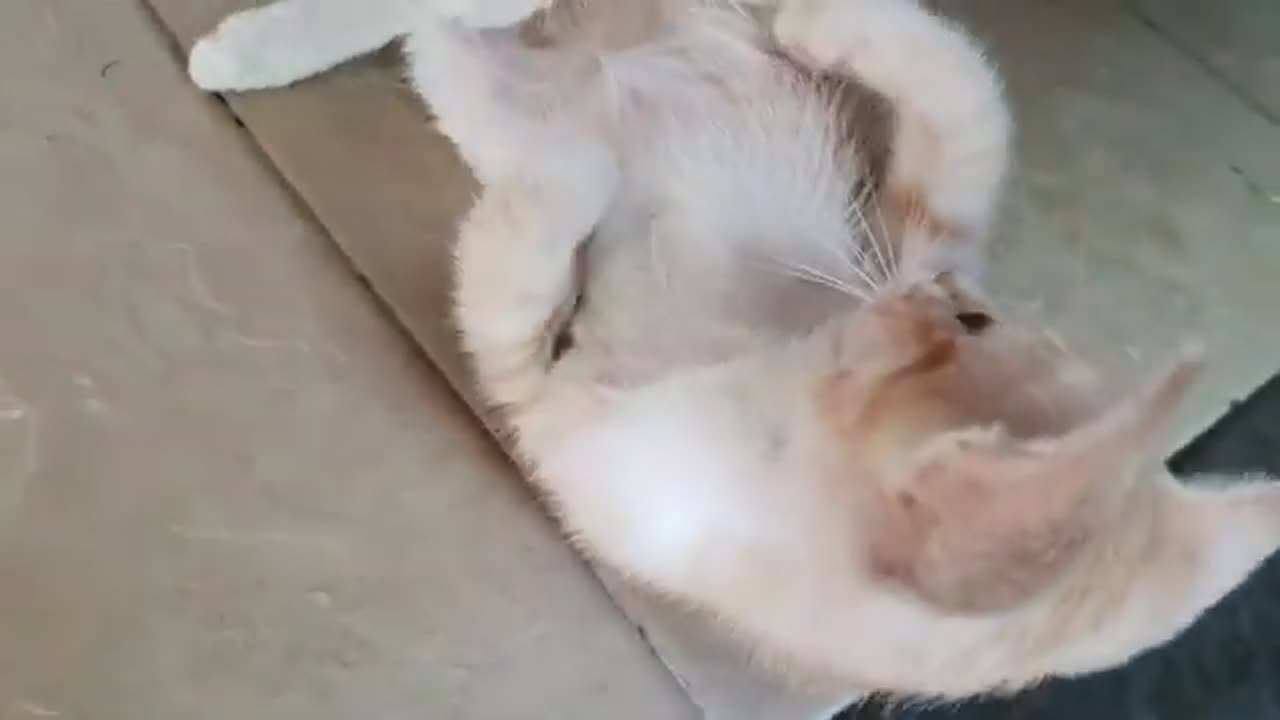 Cute kitten V.6