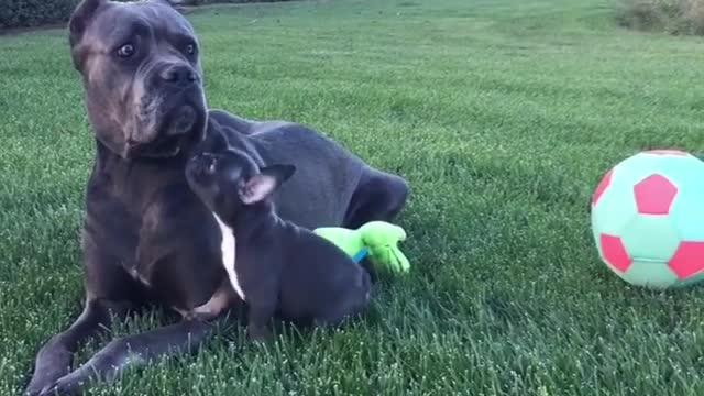 Puppy plays with daddy