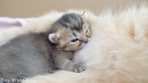 Hungry kitten's meows and wants to drink