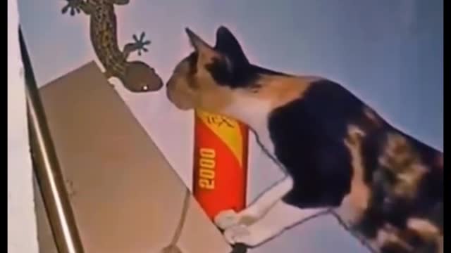 Is that a gecko?