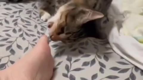 What Cat I do with this foot?