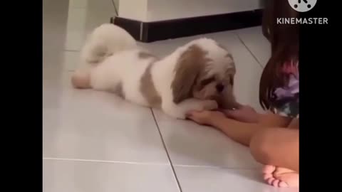 Dog very funny video