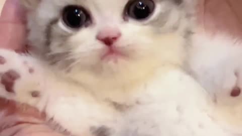 Cute Cat Baby