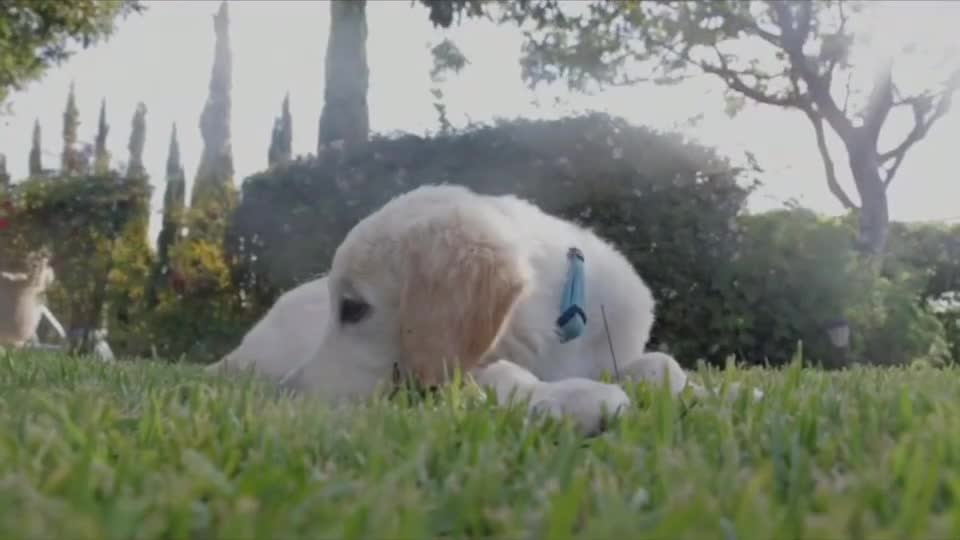 Lonely cute dog in the park