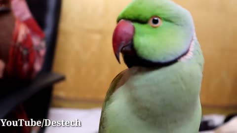 Yea video apne parrot ko dikhao aur bolna sikhao p11