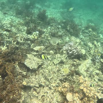 Snorkeling Adventures Philippines. So may nice and colorful fish.