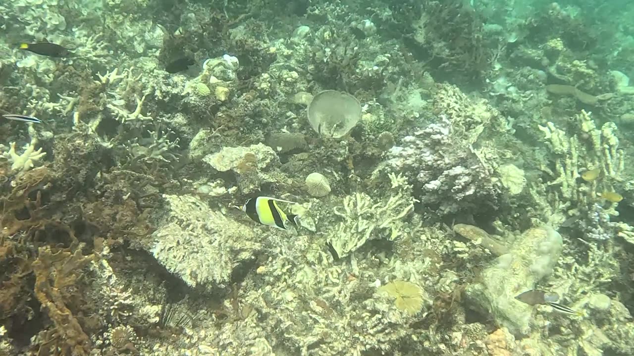 Snorkeling Adventures Philippines. So may nice and colorful fish.