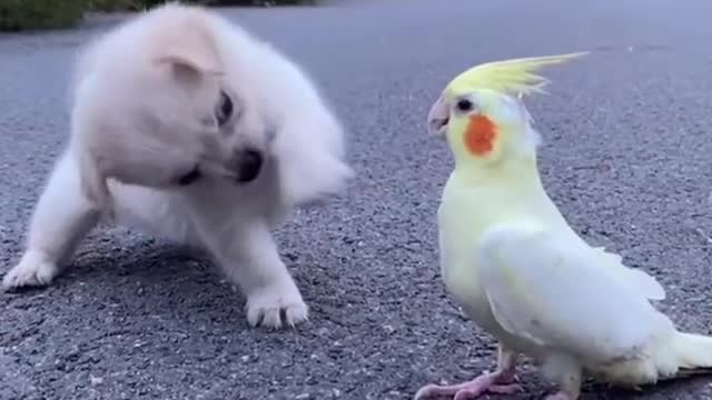 The friendship between the little milk dog and the little parrot