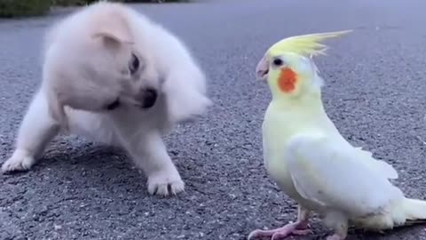 The friendship between the little milk dog and the little parrot