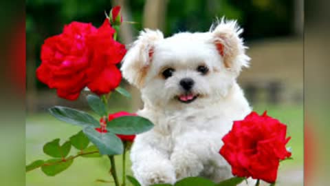 Usa dogs Cute🌹pom#short shorts video pomeranian--pome lovely video ji