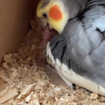 Female cockatiel feeding her young in the nest