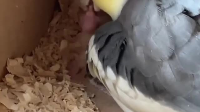 Female cockatiel feeding her young in the nest