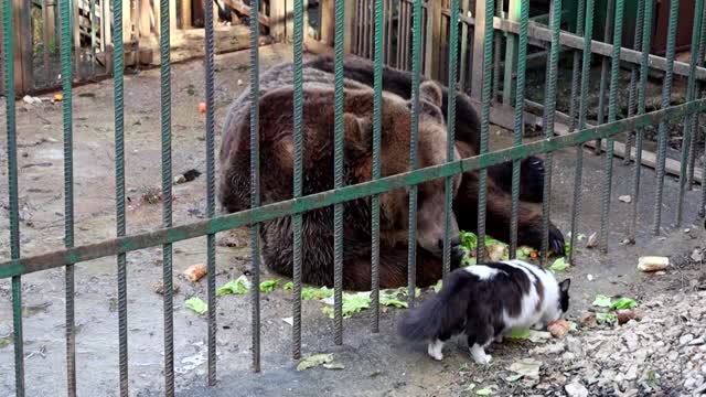 Meet Mark, one of Albania's last restaurant bears