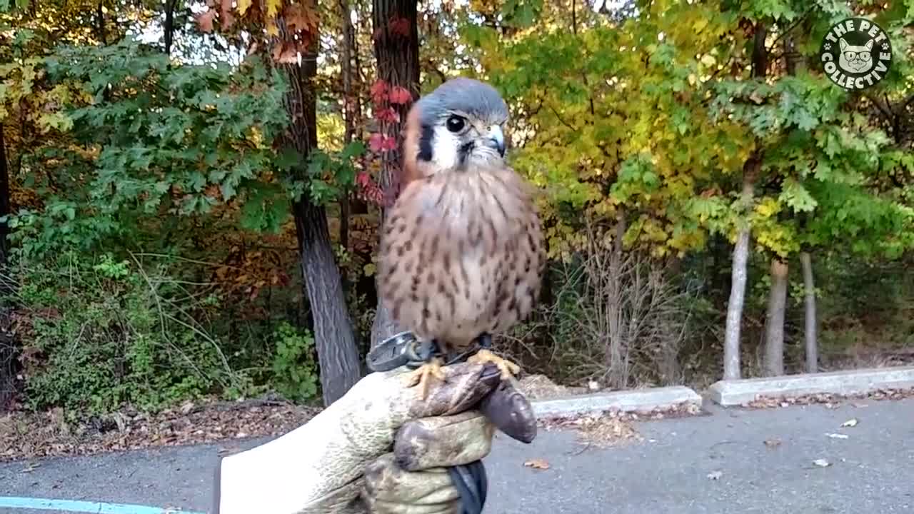 Parrot having a good talk🐦🐦🐦🐦🐦