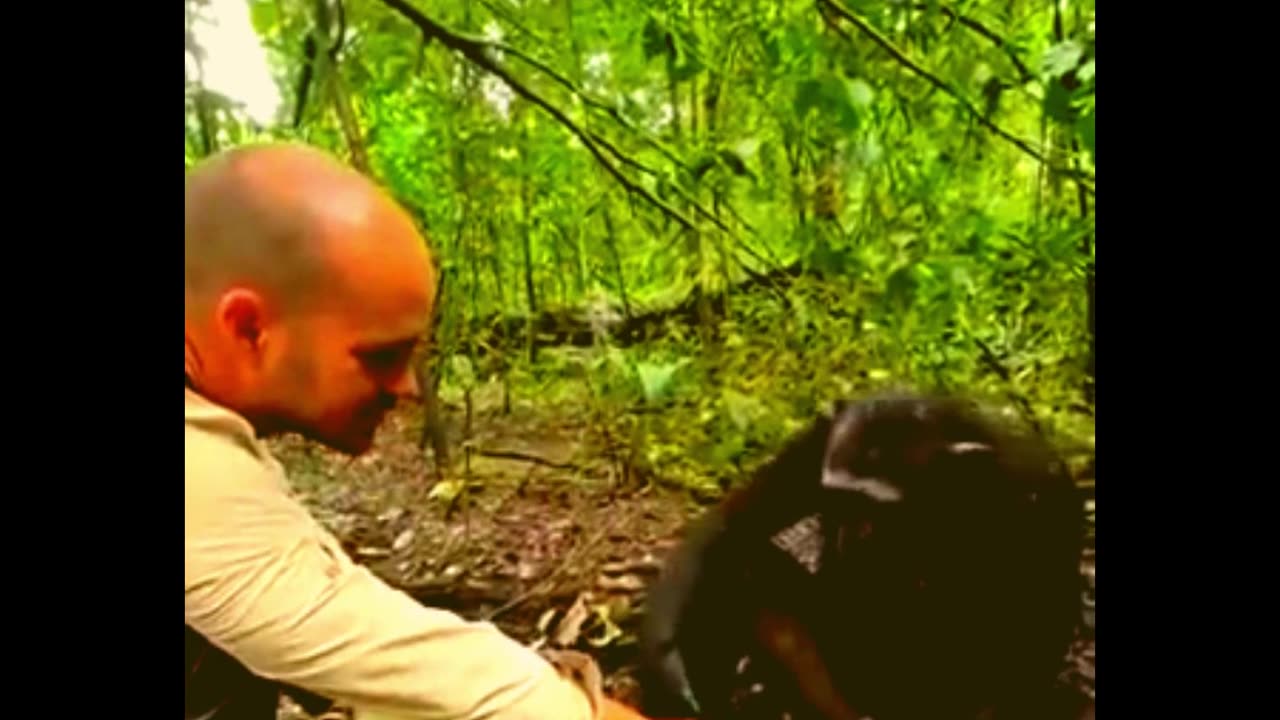 Chimpanzee Chronicles: A Heartfelt Gesture Reverberates Worldwide!