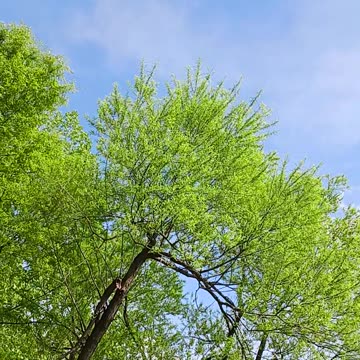 Osprey and Snapping turtle