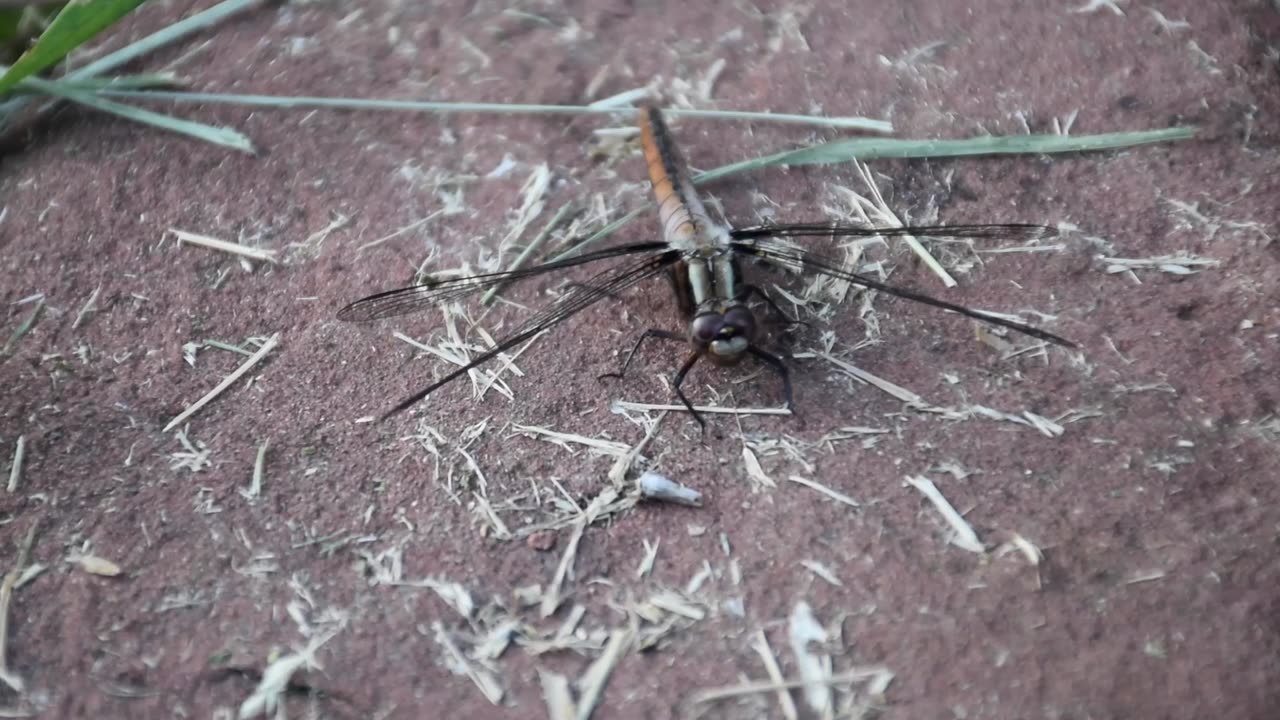Bugs: Invertebrates of Southeastern Ontario, Canada 2