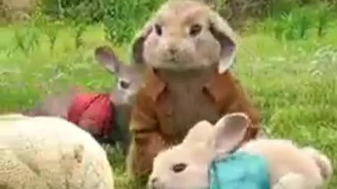 Funny animal like clever rabbit