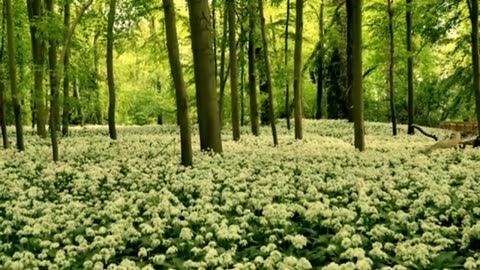Relaxing Music | Sleeping, Meditation, Stress Relief | [7341] ⭐️
