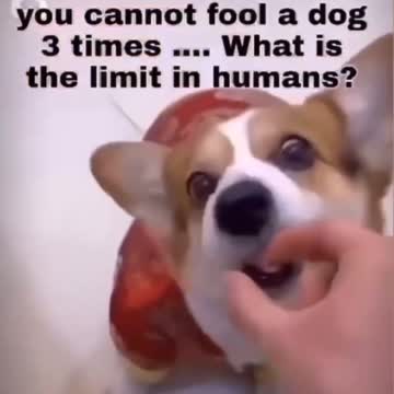 TRIPLE VAXXED HUMANS ARE MORE FOOLS THAN DOGS