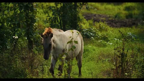 Tarpan wild horse male on the field