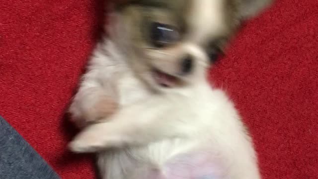 Cute Chihuahua can't get up because roll around like a ball