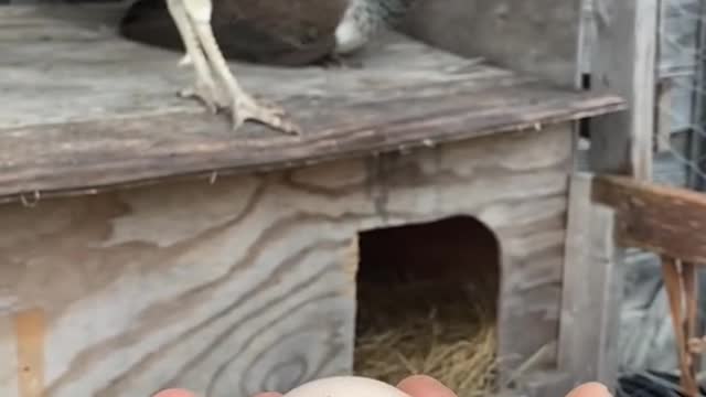 Peahen laying an egg