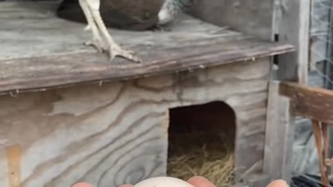 Peahen laying an egg