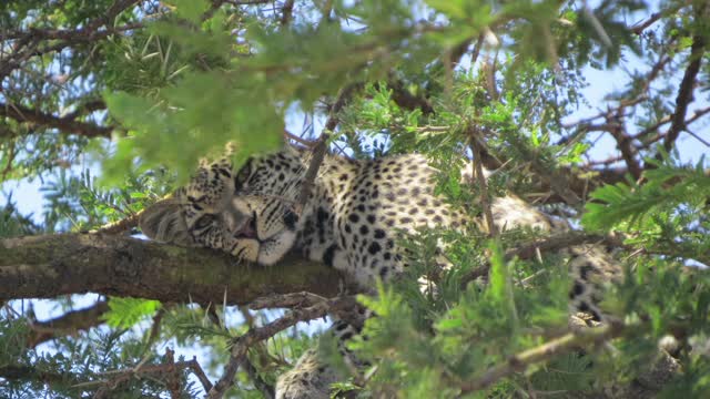 Serengeti Safari with kids