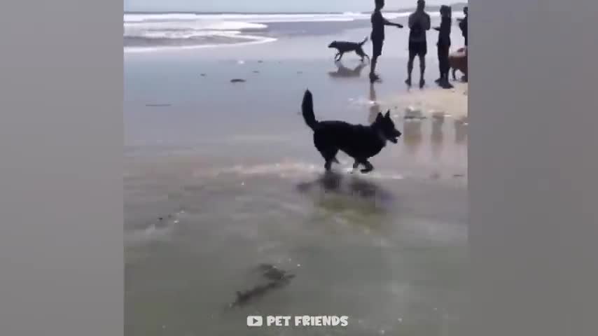 Funniest cat