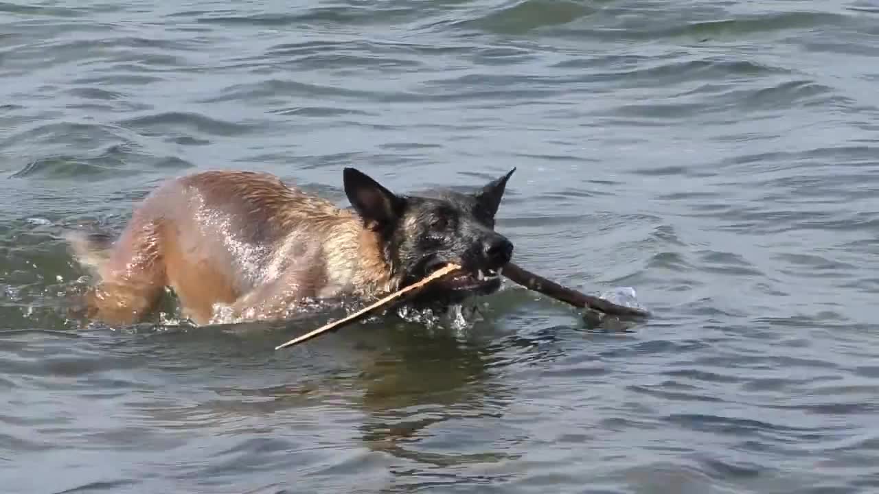 Best dog