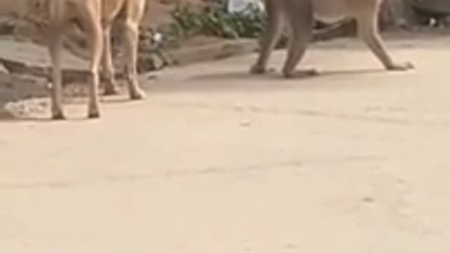 Funny Animal Video - Hilarious XD