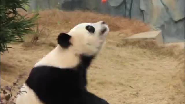 The giant panda