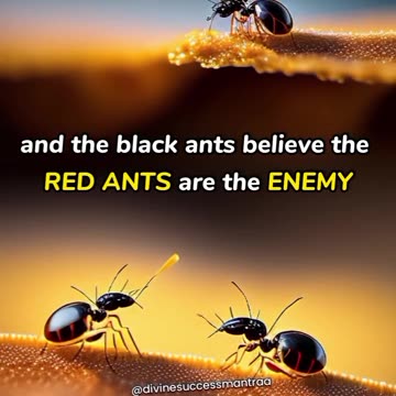 The Black Ants And The Red Ants