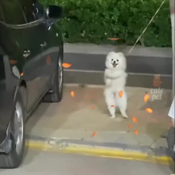 Hilarious Doggy Antics