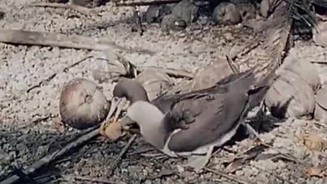 Crab amputates own limb_Cut