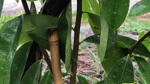 Baby fruit trees just planted: Langka, Lemon & Guyabano