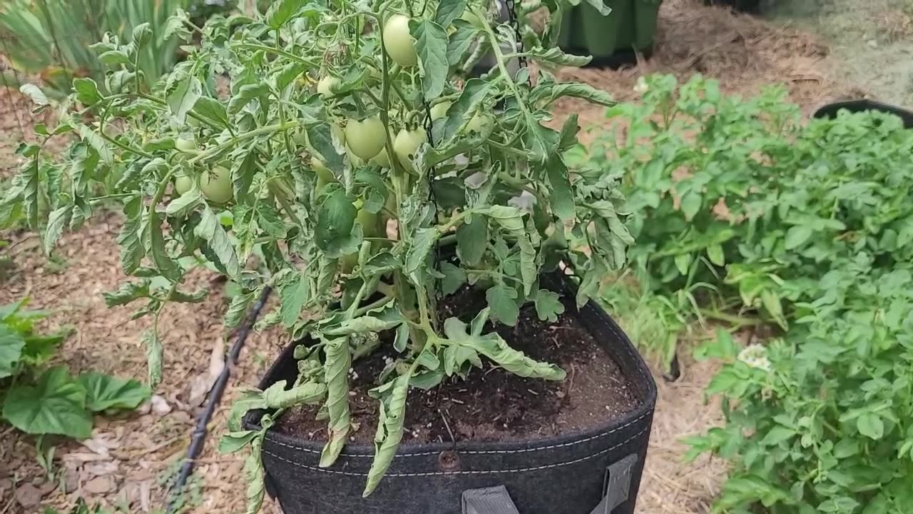 Shimofuri Tomato Growing in a Hanging10 Gallon Grow Bag