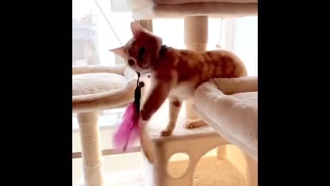 Watch our latest funny animal video and get ready to laugh! This compilation features adorable cats, playful dogs, and other furry friends getting into all sorts of hilarious situations. Whether you're