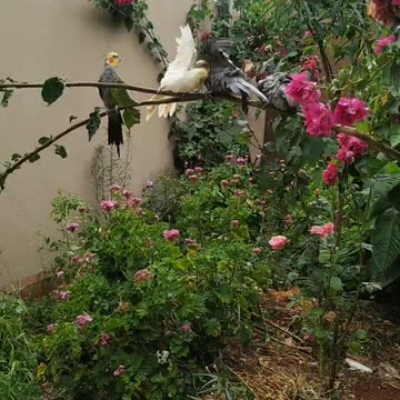 calopsita tomando banho