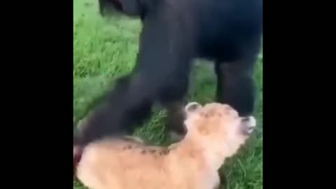 Funny animal moment