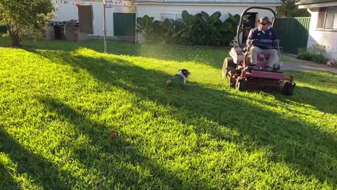 Dog Does Not Move for Mower